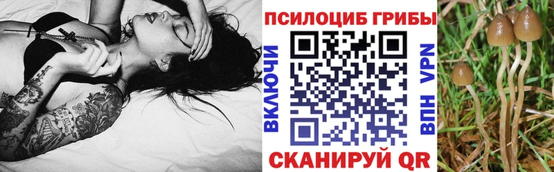 Псилоцибиновые грибы Cubensis  закладки  Оха 